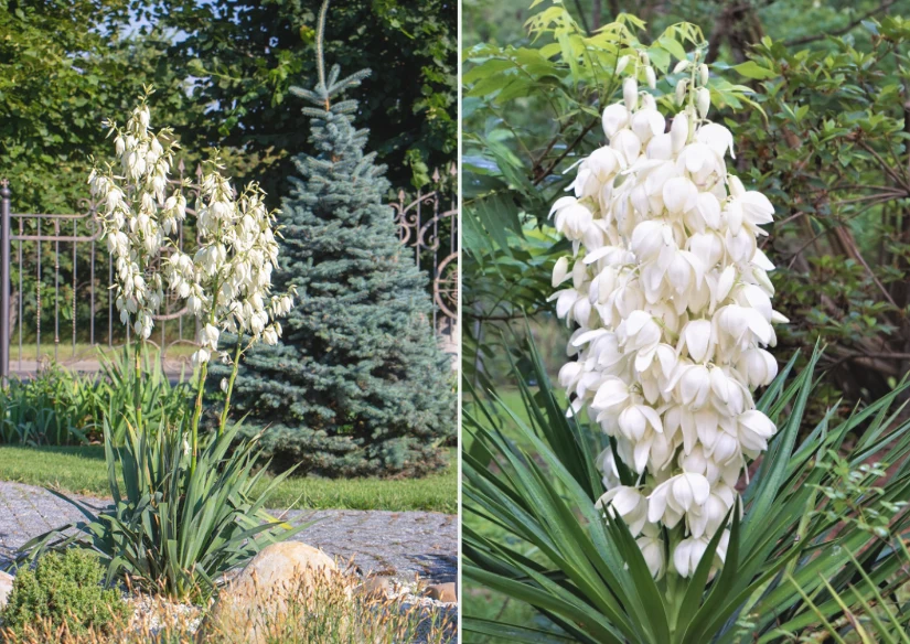 Trzymanie się wszystkich zasad uprawy decyduje o tym, że juka ogrodowa zakwitnie