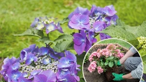 Wiosenne sadzenie hortensji krok po kroku.