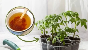 Sprawdź 5 najlepszych sposobów na mszyce na pomidorach!