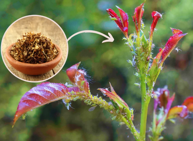 Wyjaśniamy, jak przygotować oprysk na mszyce