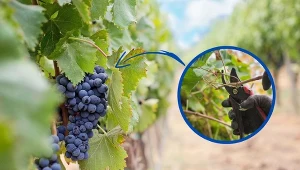 Cięcie winorośli - kiedy i jak?