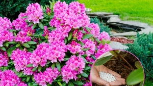 Kwitnienie rododendronów najczęściej przypada na okres od maja do czerwca.