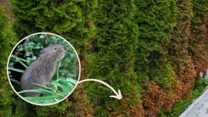 Wyjaśniamy, jak rozpoznać, że karczownik żeruje w ogrodzie i jak się go pozbyć.