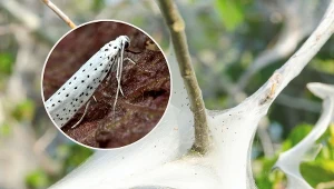 Do ekologicznych oprysków na namiotnika jabłoniowego można wykorzystać wyciąg z wrotyczu pospolitego.