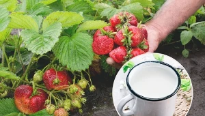 Truskawki to rośliny kwasolubne, więc do ich nawożenia może się sprawdzić kwaśne mleko.