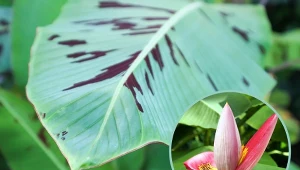 Bananowiec to prosta w uprawie roślina, która zjawiskowo kwitnie. For.