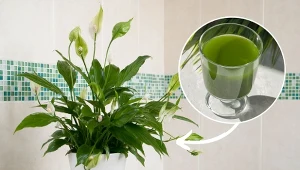 Podpowiadamy, jak przygotować domowy nawóz, który pobudzi skrzydłokwiat do kwitnienia.