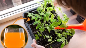 Wyjaśniamy, czym nawozić sadzonki pomidorów i ogórków.