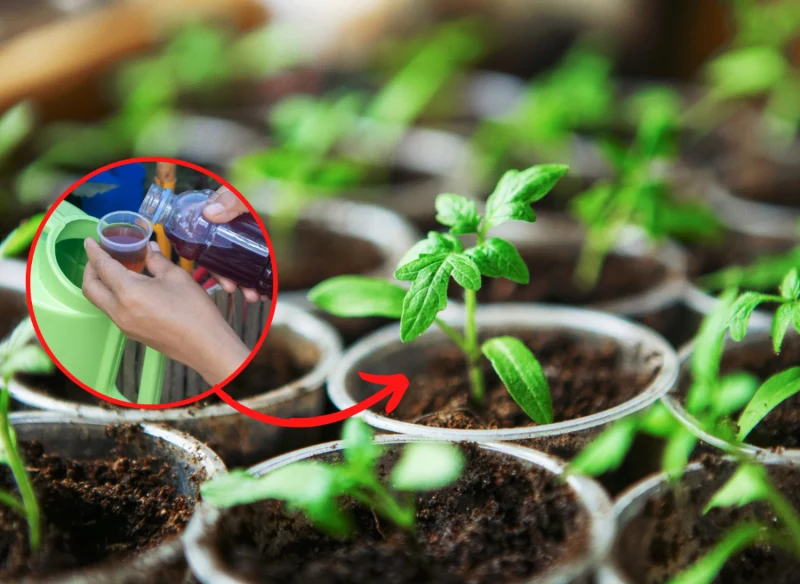 Nawożenie sadzonek pomidorów i ogórków przyśpieszy ich wzrost