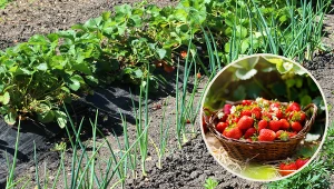 Wyjaśniamy, co najlepiej sadzić w sąsiedztwie truskawek w warzywniku. Fot. CanvaPro/