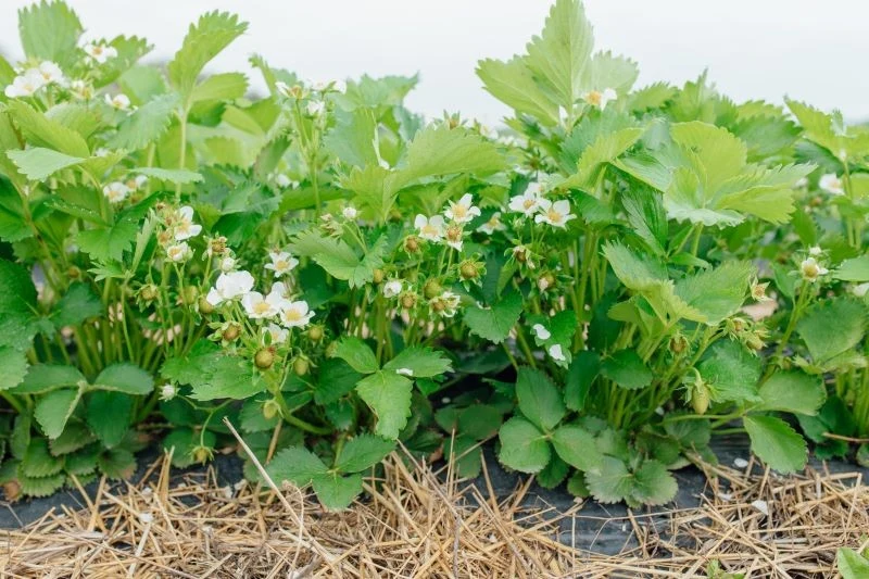 Obok truskawek nie należy sadzić kwiatów o tym samym terminie kwitnienia