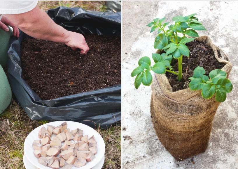 Już po kilku tygodniach ziemniaki w workach powinny wypuścić kiełki