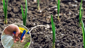 Wyjaśniamy, czym nawozić czosnek ozimy.