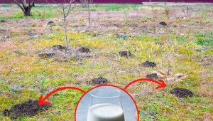 Ja jaki sposób przegonić kreta z ogrodu? Sposób jest prosty. Fot. 123RF.com/Canva Pro