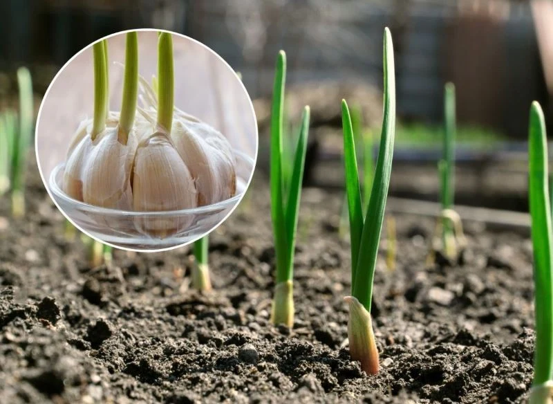 Podpowiadamy, jak uprawiać czosnek na kuchennym parapecie