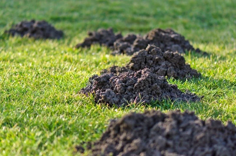 Krety wykopują dwa rodzaje tuneli: żerowiskowe i służące do przemieszczania się