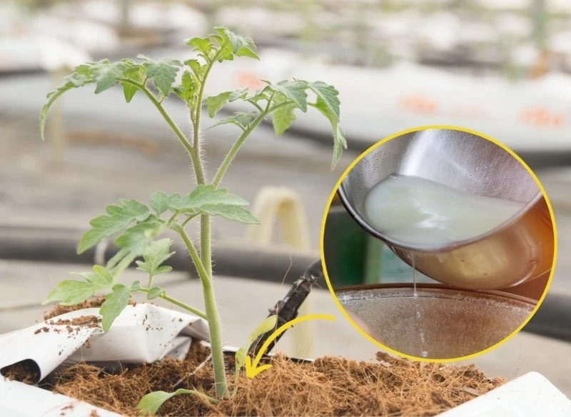 Sadzonki pomidorów i ogórków będą rosnąć szybciej z naturalnym nawozem