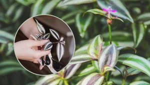 Jak powinna wyglądać pielęgnacja trzykrotki pasiastej?