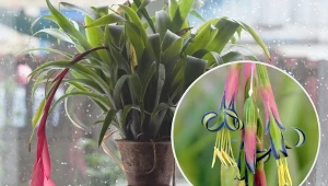 Bilbergia zwisła i jej niesamowite kwiaty są wspaniałą ozdobą każdego wnętrza. Dowiedz się, jak prawidłowo o nią dbać.