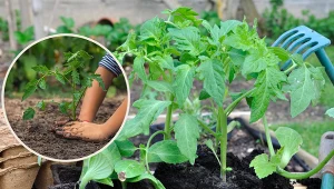 Wyjaśniamy, jak zahartować rozsadę.