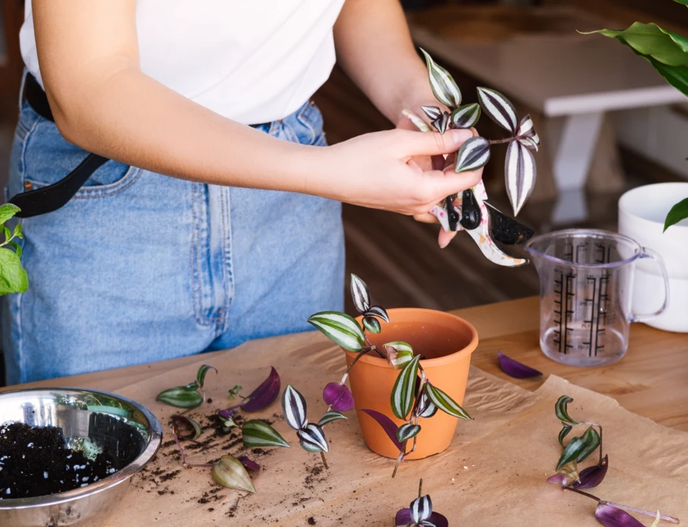 Co 2–3 lata warto przesadzić trzykrotkę do większej doniczki