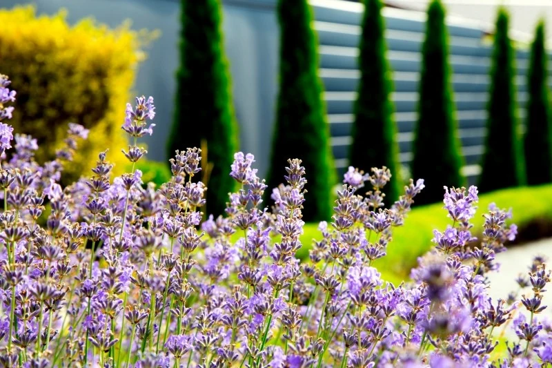 Lawendę można uprawiać w donicach i skrzyniach, zarówno w ogrodzie, na balkonie, jak i w domowych wnętrzach