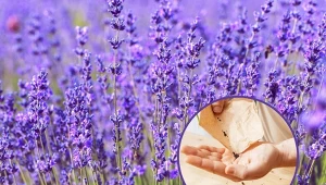 Podpowiadamy, kiedy jest najlepszy czas na wysiew lawendy.