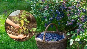 Sprawdź, kiedy i jak sadzić borówkę amerykańską oraz jak ją pielęgnować, by cieszyć się obfitymi plonami owoców.