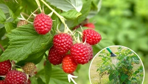 W uprawie malin niezwykle ważnym elementem jest nawożenie.