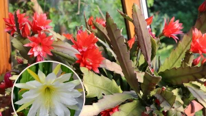 Wyjaśniamy, jak dbać o kaktusa epifilum, by pięknie kwitł.