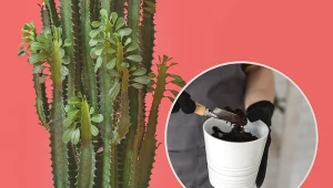 Wilczomlecz trójżebrowy idealnie nadaje się do domowej uprawy.