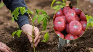 Pomidory malinowe cieszą się dużą popularnością wśród konsumentów.