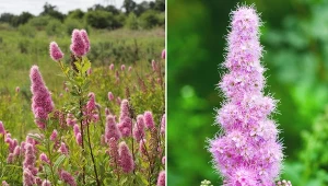 Tawuła wierzbolistna urozmaici twoją letnią rabatę, a jednocześnie nie przysporzy wielu problemów w uprawie.