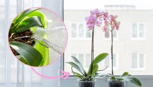 Storczyki potrzebują odpowiedniego podlewania, by zdrowo się rozwijać i kwitnąć.