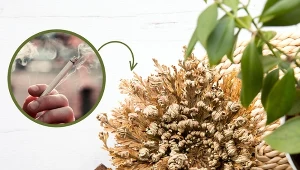 Róża jerychońska to roślina o niezwykłych zdolnościach.