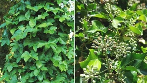 Bluszcz irlandzki dobrze odnajdzie się w miejscach osłoniętych od wiatru i częściowo zacienionych.