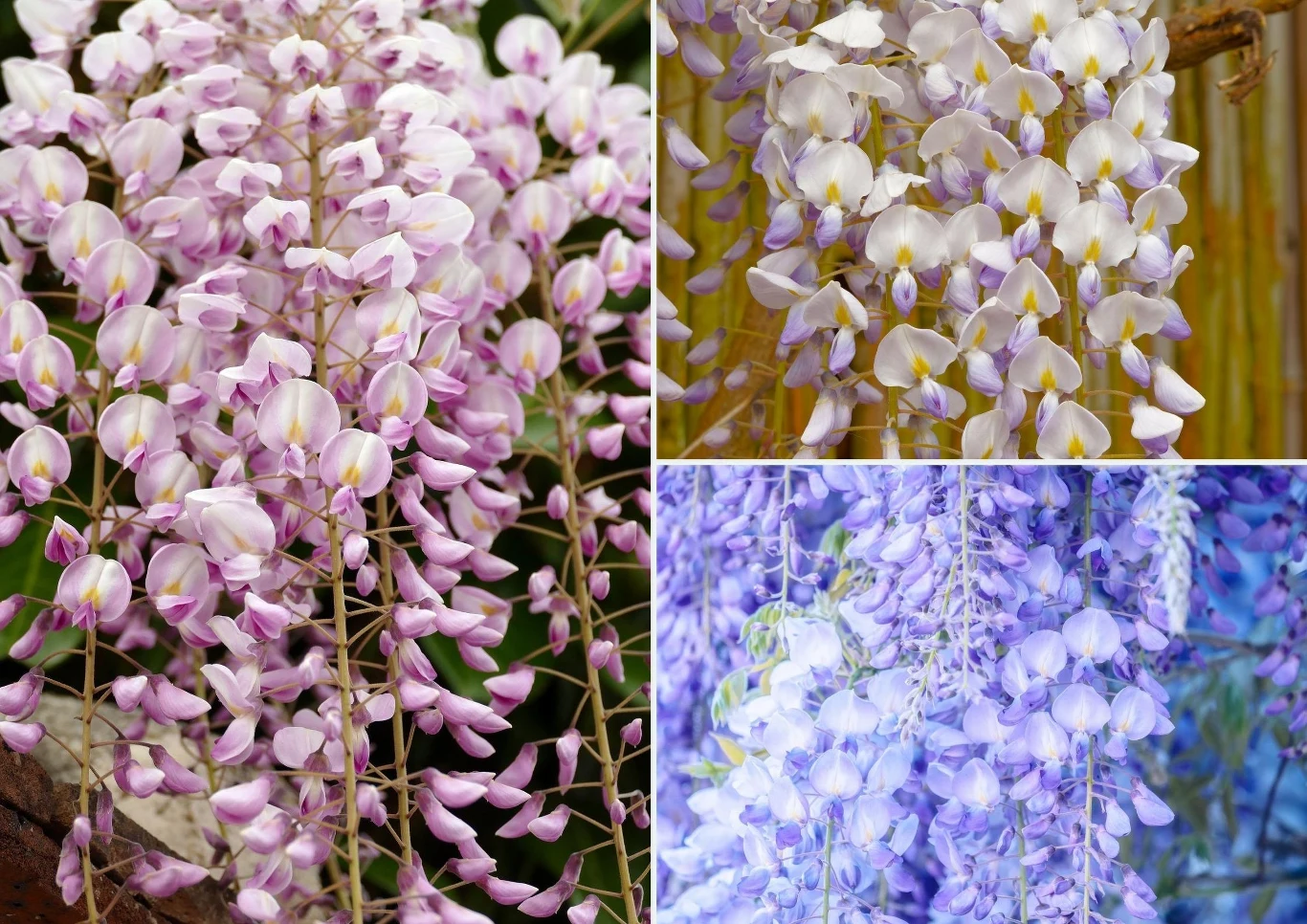 Spośród kilku gatunków wisterii w naszym kraju uprawiana jest najczęściej glicynia chińska