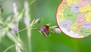 Sprawdź, gdzie jest najwięcej zakażonych kleszczy.