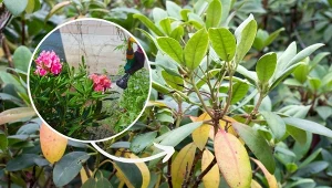 Rododendrony są bardzo delikatne i wymagające.