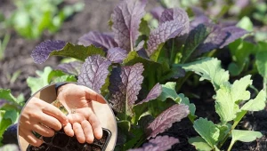 Musztardowiec to mało znane warzywo liściowe, które dodaje potrawom pikantnego i musztardowego smaku.