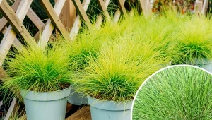 Trawa niedźwiedzie futro to idealna roślina do ogrodu.