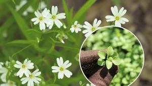 Jak się pozbyć gwiazdnicy pospolitej z ogrodu? Dlaczego nie można dopuścić do kwitnienia gwiazdnicy?