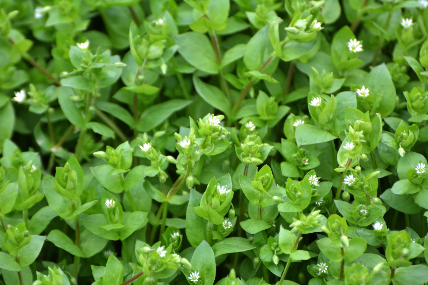 Prawdopodobnie każdy ogrodnik miał kiedyś problem z gwiazdnicą pospolitą