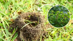 Mrówki mogą narobić wiele szkód w ogrodzie. Sprawdź, jakie rośliny odstraszają mrówki?