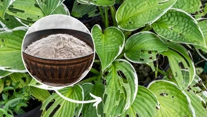 Objawy żerowania ślimaków na funkiach to nieregularne dziury w liściach.