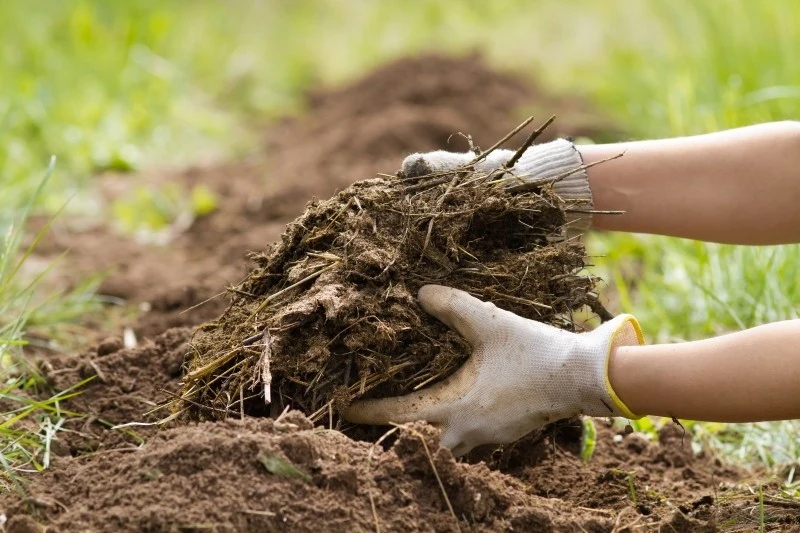 Obornik w ogrodzie można stosować w formie świeżej, przekompostowanej, suszonej lub granulowanej