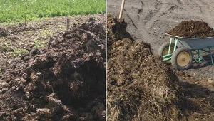 Obornik czy humus? Nie wybieraj! Postaw na oba nawozy i zapewnij roślinom niezbędne składniki do rozwoju przez cały sezon wegetacyjny.
