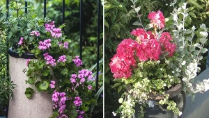 Decydując się na posadzenie innej rośliny w doniczce z pelargonią, musimy mieć świadomość, jakie okazy można z nią łączyć.