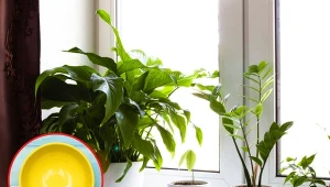 Jak pozbyć się ziemiórek w doniczce z kwiatami. Pomoże żółty pojemni i domowa mikstura.