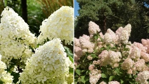 Hortensja bukietowa Phantom chętnie uprawiana jest ze względu na swoje kwiatostany.